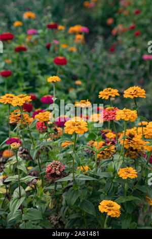 Prati di fiori selvatici che crescono su di una azienda agricola biologica Foto Stock