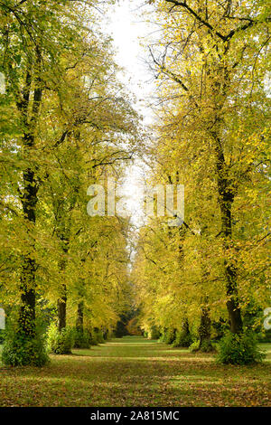 Lime Avenue. Alberi di lime in autunno a Westonbirt Arboretum, Cotswolds, Gloucestershire, Inghilterra Foto Stock
