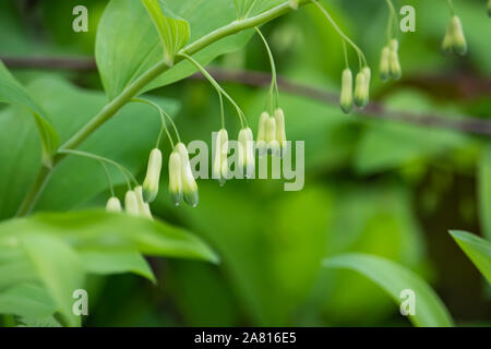 Salomone guarnizione di fiori in primavera Foto Stock
