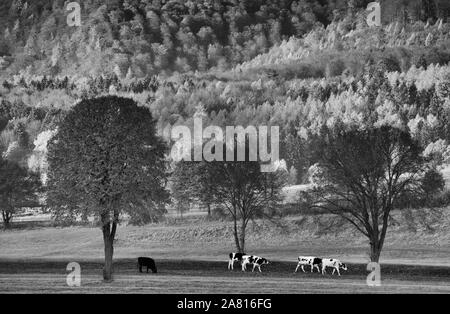 Vista della foresta Solling, fiume Weser, Bassa Sassonia, Germania Foto Stock