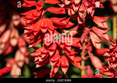 Southern Green Stink Bug Ninfa su Scarlet fiori di Salvia Foto Stock