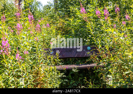 Una panchina nel parco, su un sentiero nella foresta sacra di Essen, quasi completamente protetti da piante, Foto Stock