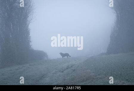 Cane nella nebbia nel paese. È circondato da alberi e nebbia. Cane con nebbia Foto Stock