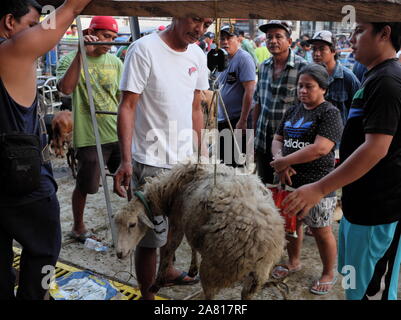 I commercianti locali di animali di allevamento di bestiame mercato aste in Padre Garcia, Batangas, Filippine - 03 Maggio 2019 Foto Stock