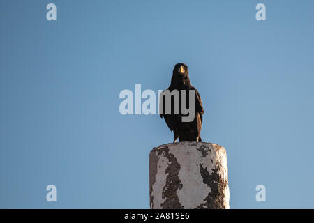 Crow appollaiato su un palo Foto Stock