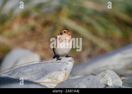 Snow Bunting (Plectrophenax nivalis) in inverno piumaggio sulla spiaggia, Cherry Hill Beach, Nova Scotia, Canada, Foto Stock