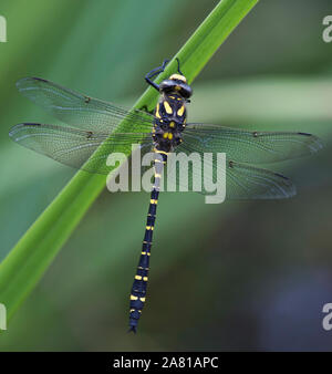 Golden-inanellati Dragonfly, New Forest, Hampshire, Regno Unito Foto Stock