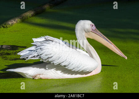 Great White pelican / orientale pellicano bianco / pelican ottimistico (Pelecanus onocrotalus) nuoto in stagno, nativo di Europa sud-orientale, Asia e Africa Foto Stock