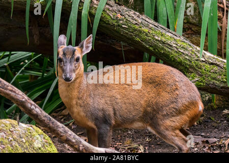 Reeves è muntjac / Chinese muntjac (Muntiacus reevesi) originaria della Cina e di Taiwan e specie introdotte in Belgio, nei Paesi Bassi e nel Regno Unito Foto Stock