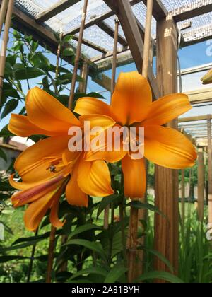 Lys African Queen Foto Stock