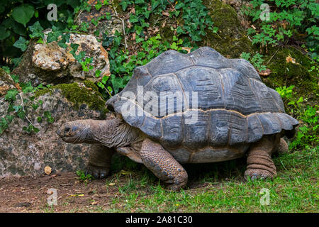 Tartaruga gigante di Aldabra (Aldabrachelys gigantea / Testudo gigantea) nativa per le isole di Aldabra Atoll nelle Seychelles Foto Stock