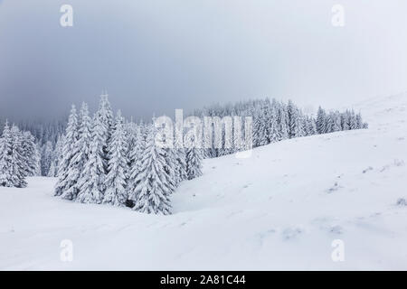 Paesaggio invernale con alberi di pino in montagna innevata prato. La nebbia misteriosa foresta. Foto Stock