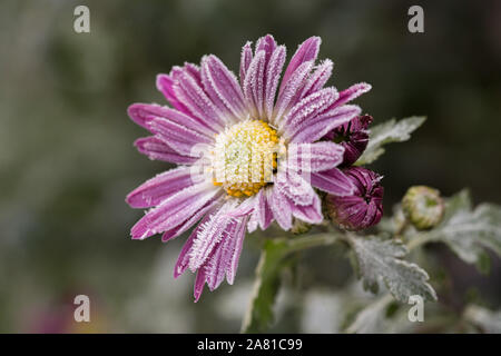 Prima la brina, il ghiaccio su fiori nel tardo autunno. Brina su crisantemo rosa. Foto Stock