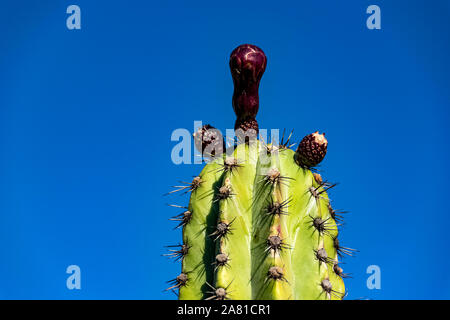 Primo piano del cactus Foto Stock