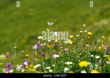 Verde prato con alcuni fiori selvatici, Georgia Foto Stock