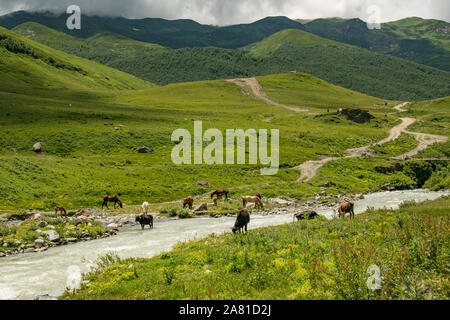 Mucche al pascolo vicino al fiume in una giornata estiva torbida vicino a Ushguli, Georgia Foto Stock