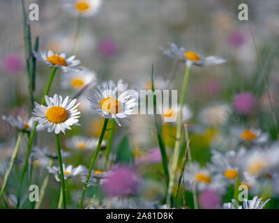 Bue-eye Daisies Leucantheum vulgare su campo punta estate Norfolk Foto Stock