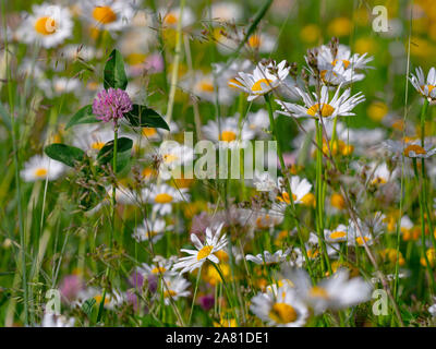 Occhio di bue pedane. Leucanthemum vulgare e Trifolium pratense,trifoglio rosso in prato alpino Dolomiti Italia Foto Stock