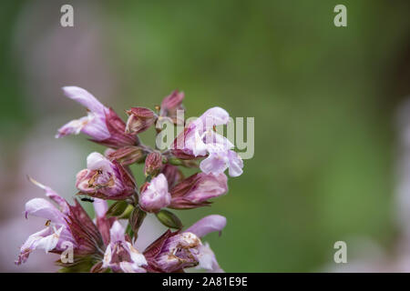 Spagnolo fiori di Salvia in fiore in primavera Foto Stock