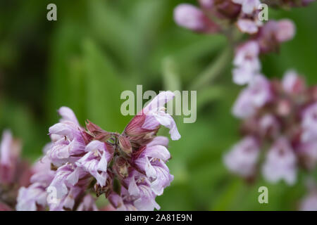 Spagnolo fiori di Salvia in fiore in primavera Foto Stock
