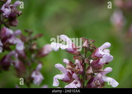 Spagnolo fiori di Salvia in fiore in primavera Foto Stock