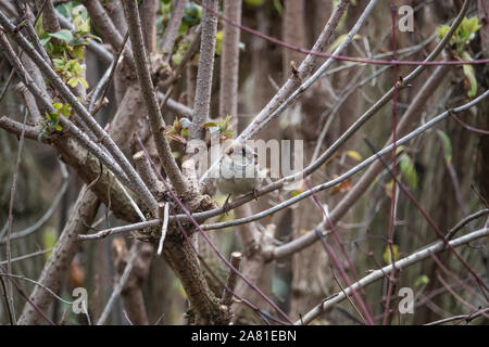 Sparrow appollaiato sul ramo in inverno Foto Stock