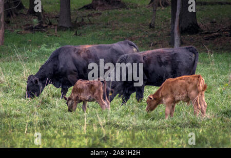 Una coppia di mucche pascolano lungo il lato di due nuovi vitelli in un ambiente rurale campo Michigan Foto Stock
