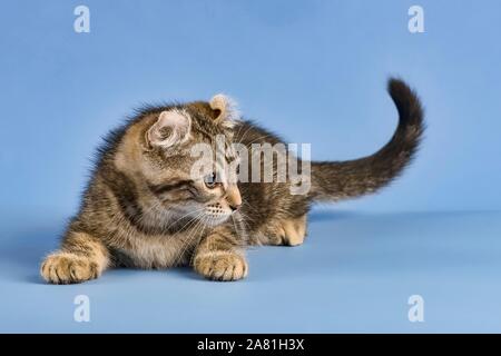 Breedcat American Curl (Felis silvestris catus), giacente, nero tabby spotted, giovani, dieci settimane, sfondo blu, Austria Foto Stock