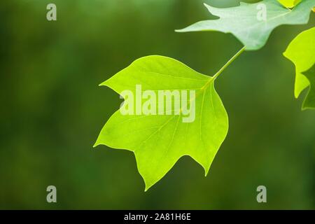 Tulip tree (Liriodendron Tulipifera), foglia, Turingia, Germania Foto Stock