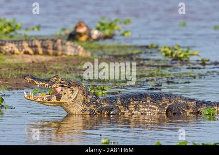Caimano Yacare (crocodilus Caimano yacara), Pantanal, Mato Grosso, Brasile Foto Stock