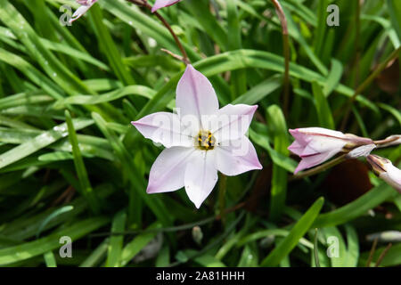 Starflower in fiore in inverno Foto Stock
