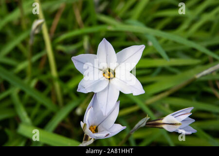Starflower in fiore in inverno Foto Stock