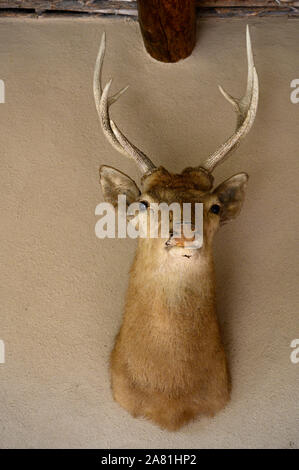 Un cervo di tassidermia capo pende su una parete di adobe in un hotel in West Texas Foto Stock