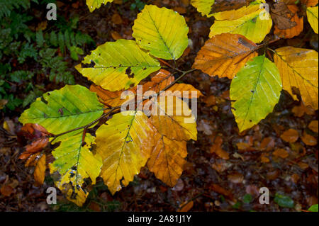 Foglie di un bosco di faggi in autunno Foto Stock