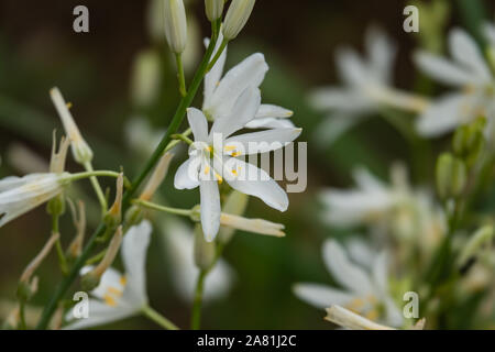 San Bernardo giglio della fioritura in primavera Foto Stock