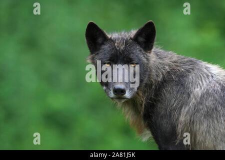 Legname Lupo (Canis lupus lycaon), animale ritratto, Parco Nazionale della Foresta Bavarese, Baviera, Germania Foto Stock