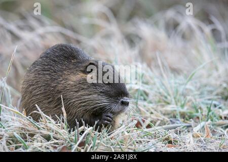 (Nutria Myocastor coypus), in inverno su erba congelata, Baviera, Germania Foto Stock