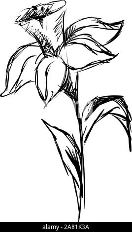 Daffodil sketch, illustrazione, vettore su sfondo bianco. Illustrazione Vettoriale