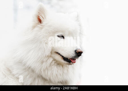 Samoiedo husky ritratto su sfondo bianco di close-up con spuntavano lingua rossa, con posto per testo, il fuoco selettivo Foto Stock