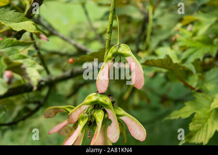 Acero di monte dei frutti in primavera Foto Stock