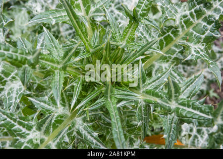 Thistle siriano le foglie in autunno Foto Stock