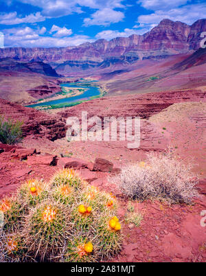 Il Cactus e il Fiume Colorado e il Grand Canyon National Park, Arizona, Forno appartamenti, Hilltop rovina Foto Stock
