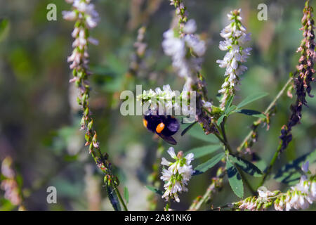 Un grande shaggy bumblebee raccoglie il nettare da un fiore. Close-up. Foto Stock