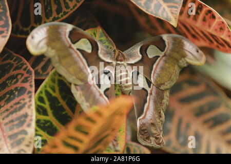 Attacus atlas farfalla o atlas butterfly è la più grande farfalla in tutto il mondo. Per proteggere se stessa ha figure sulle sue ali cercando come serpenti Foto Stock