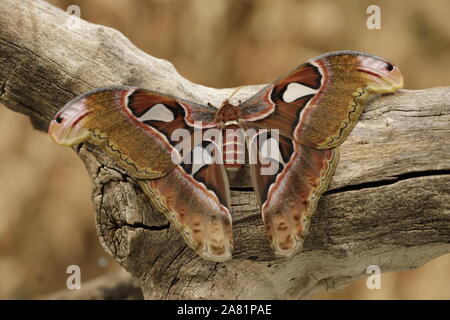 Attacus atlas farfalla o atlas butterfly è la più grande farfalla in tutto il mondo. Per proteggere se stessa ha figure sulle sue ali cercando come serpenti Foto Stock