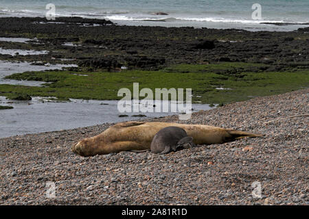 Le guarnizioni di tenuta di elefante, Madre e pup. Penisola Valdes, Chubut provincia, Argentina, Patagonia, Foto Stock