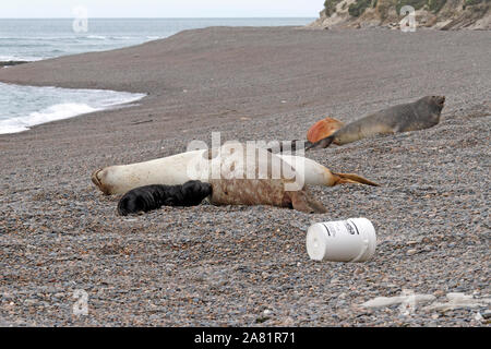 Le guarnizioni di tenuta di elefante, Madre e pup. Penisola Valdes, Chubut provincia, Argentina, Patagonia, Foto Stock