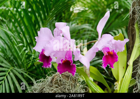 Cattleya Trianae orchidee, un bellissimo fiore tropicale in un ambiente naturale Foto Stock