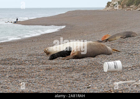 Vasca in plastica, immondizia sulla spiaggia nei pressi di allevamento le guarnizioni di elefante nursery, Madre e pup. Penisola Valdes, Chubut provincia, Argentina, Patagonia, Foto Stock