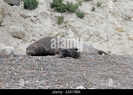 Le guarnizioni di tenuta di elefante, Madre e pup. Penisola Valdes, Chubut provincia, Argentina, Patagonia, Foto Stock